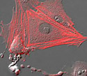 Gray Fox Lung Fibroblast Cells with mKO Actin