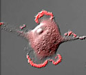 Rabbit Kidney Cells with mCherry Actin