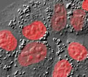 Rabbit Kidney Epithelial Cells with mKO Histone H2B